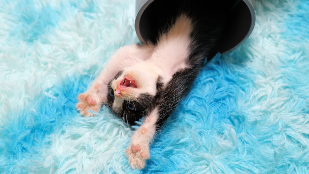 子猫達の終わりなき戦い【道路のずぶ濡れ子猫保護6日目】
