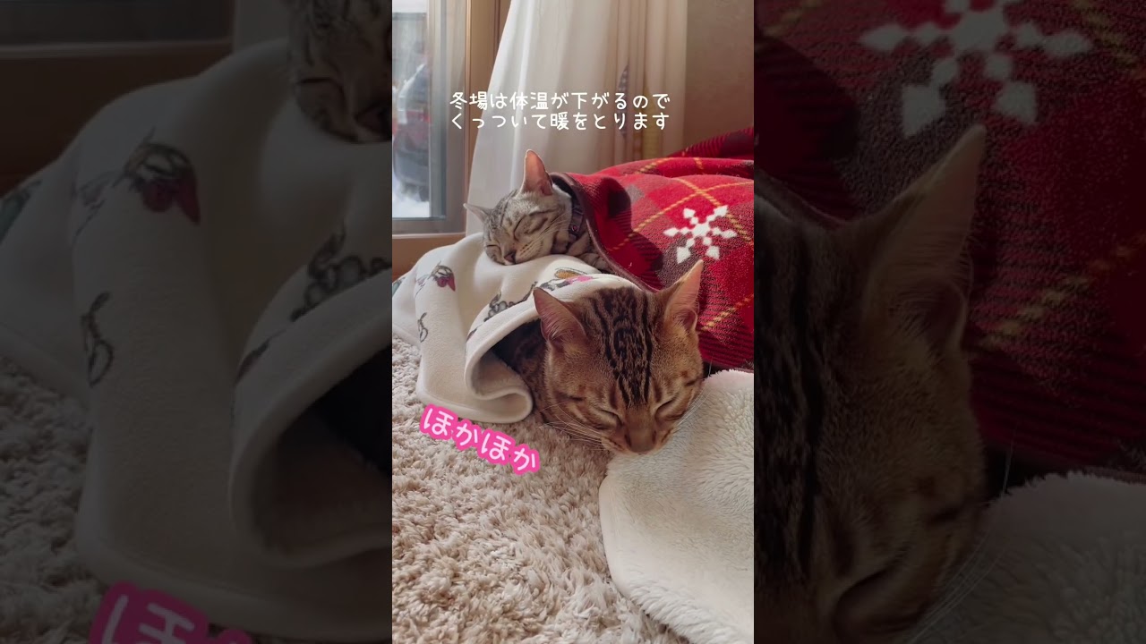 ベンガル猫がくっついて寝る姿と理由が可愛いすぎる😊#ベンガル #ねこ #ねこ動画