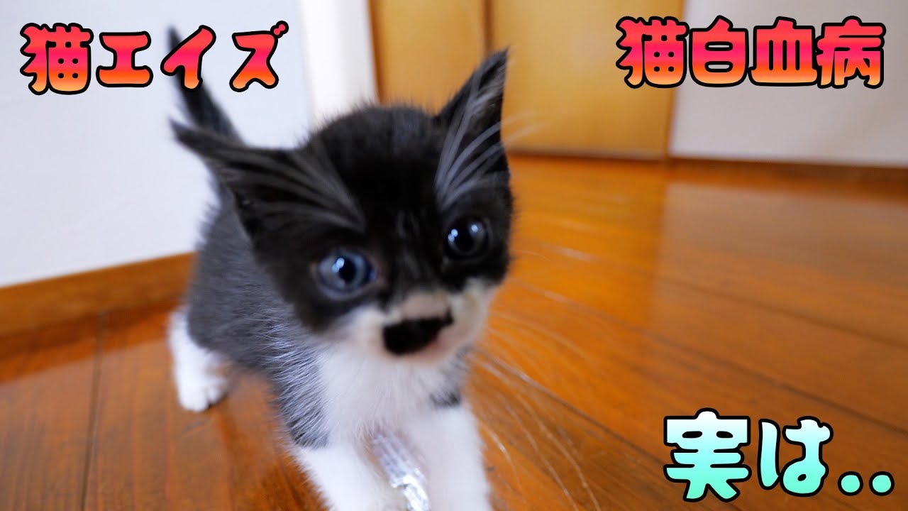 子猫達の猫白血病、猫エイズの感染の有無について、正直にお話します‥【道路のずぶ濡れ子猫保護6日目】