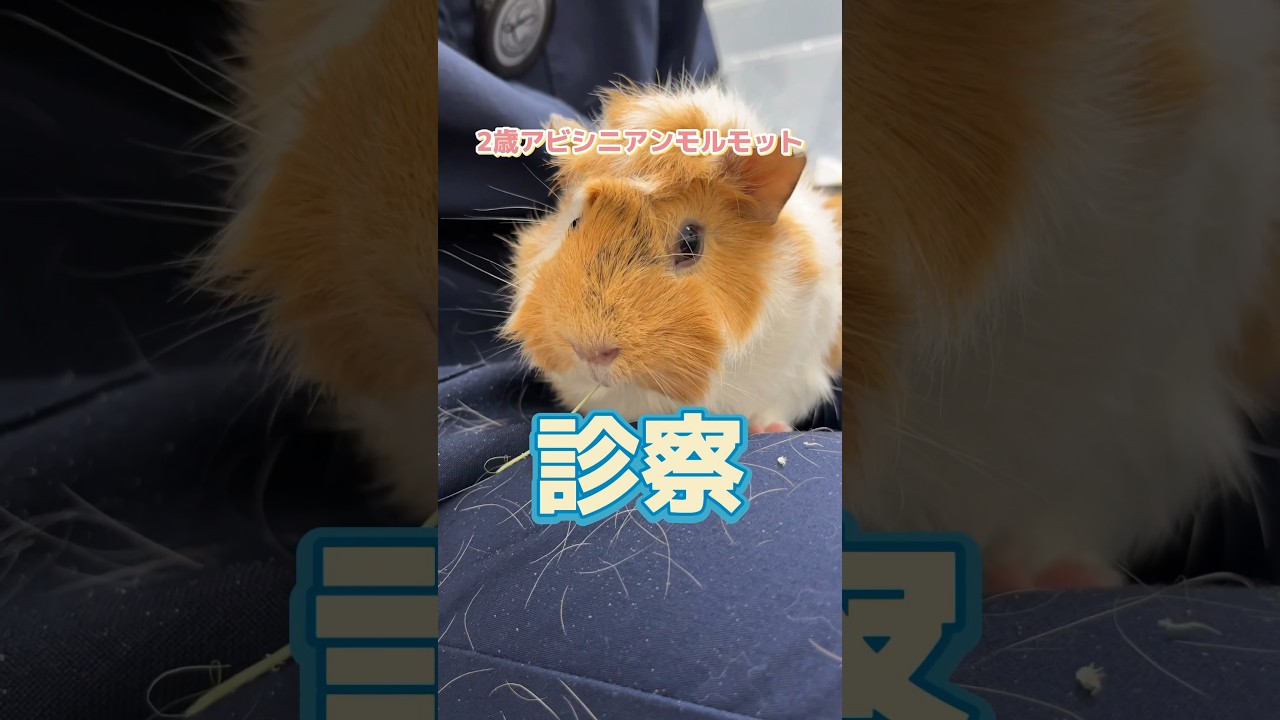 鼻血が出た2歳のアビシニアンモルモットが動物病院にやってきた！