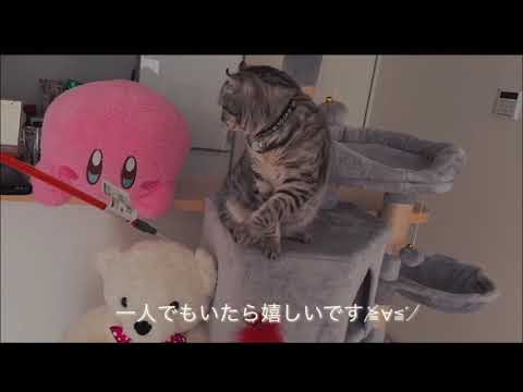 『アメリカンカール⭐︎のり太』雨でダラダラだった猫がおやつに対する反応と食後の運動がかわいい(*´꒳`*)