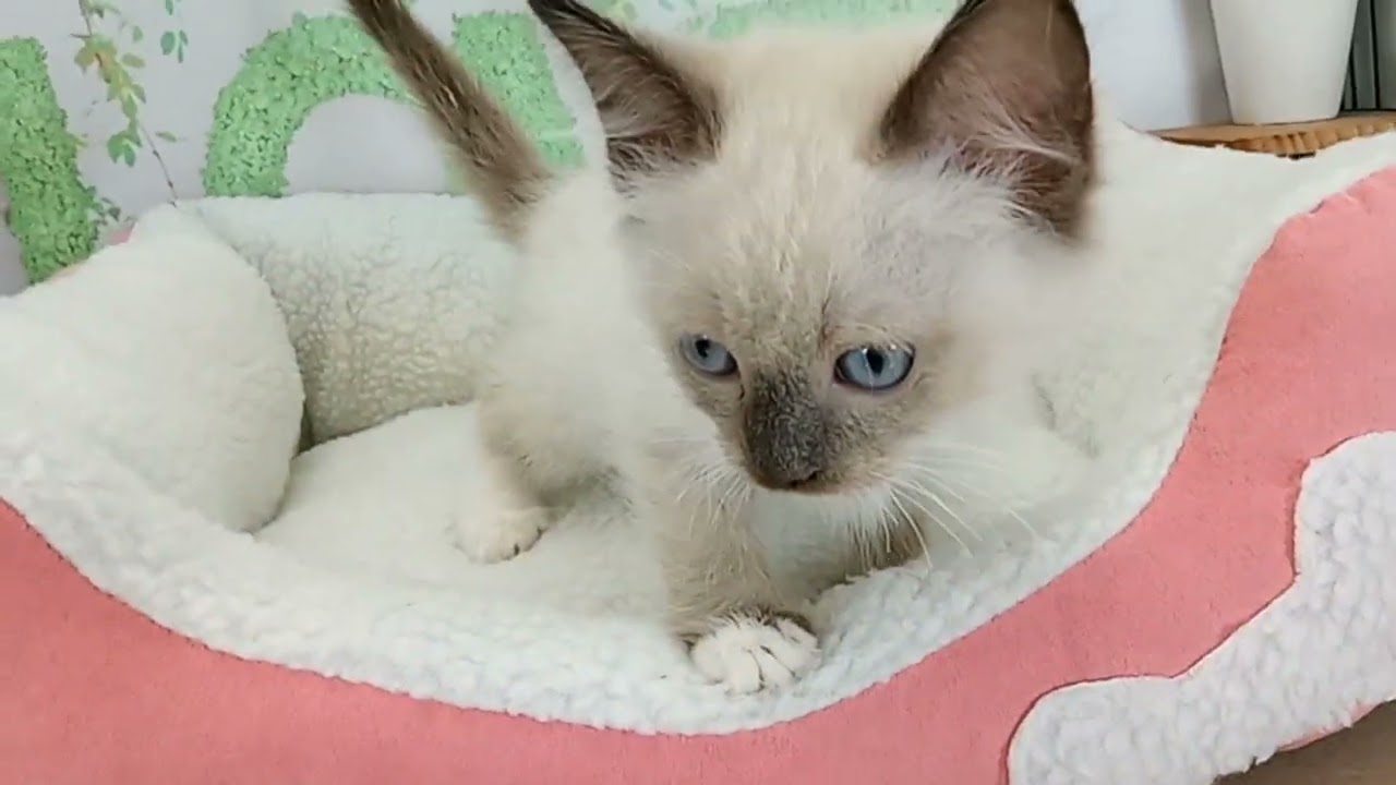 658043 ラグドール