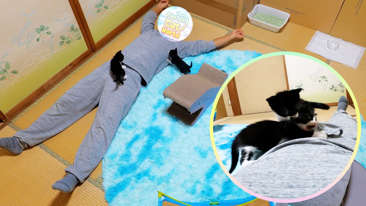 子猫部屋で横になると必ずこうなる‥【道路のずぶ濡れ子猫保護6日目】