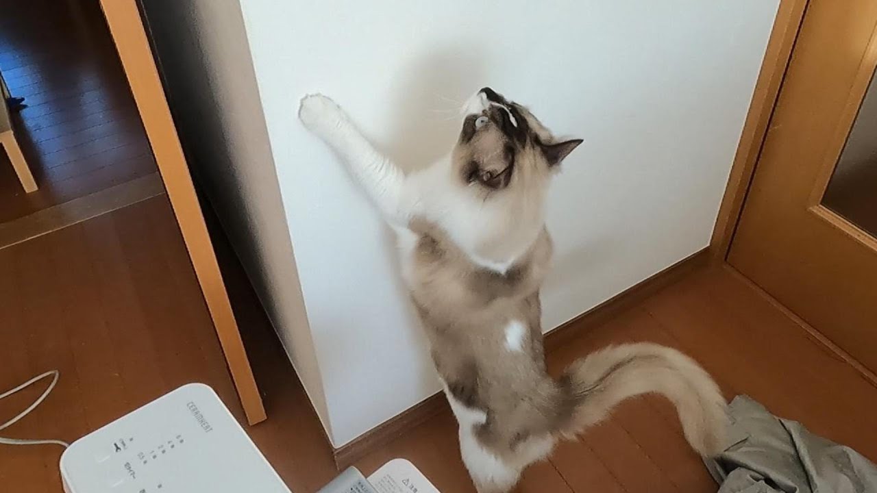 【子猫】【ラグドール】光を追いかける姿がとても可愛いらん丸。#猫　#cat