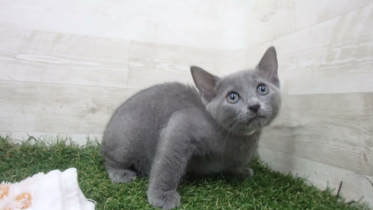 Coo&RIKU　No00658548 ロシアンブルー