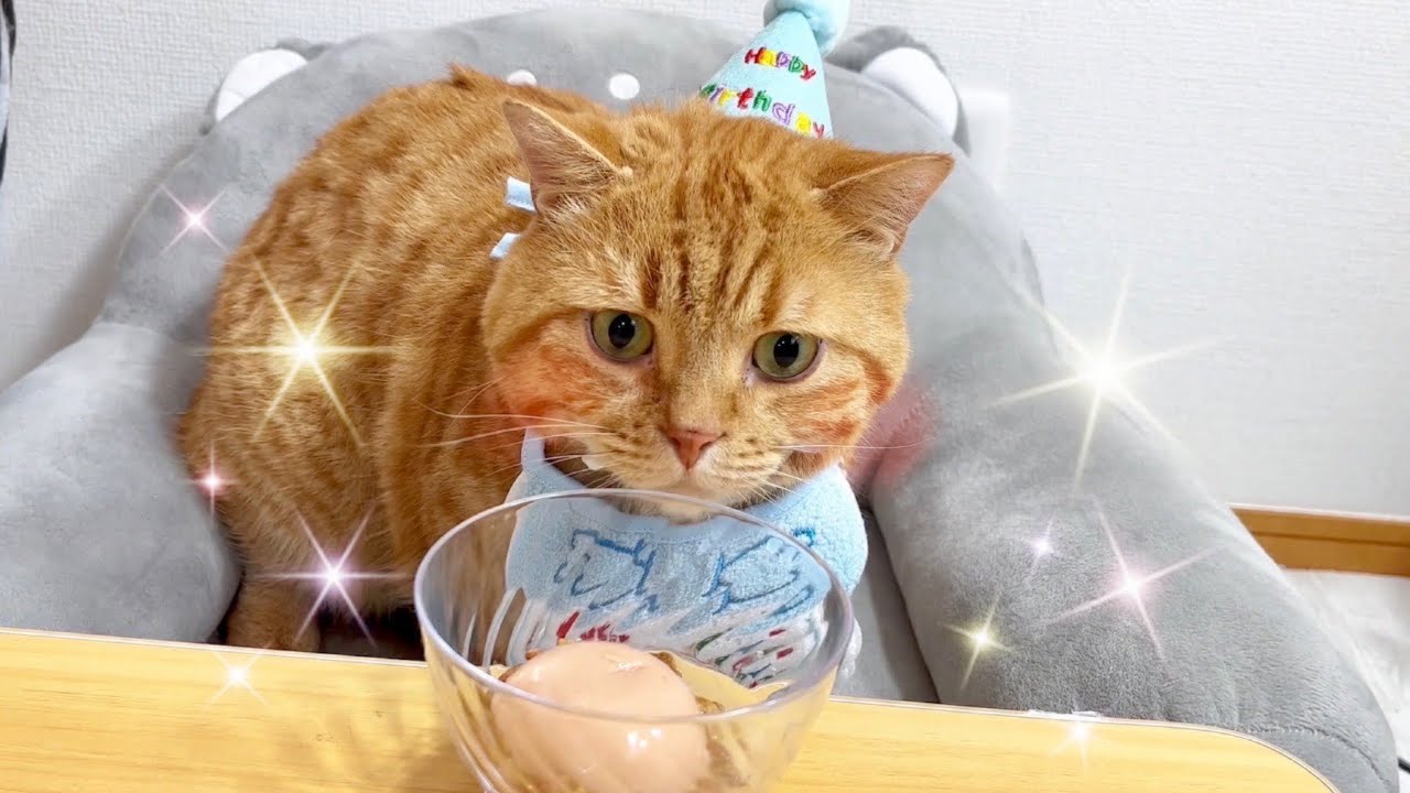 茶々パパ、5歳の誕生日です！ #猫 #マンチカン