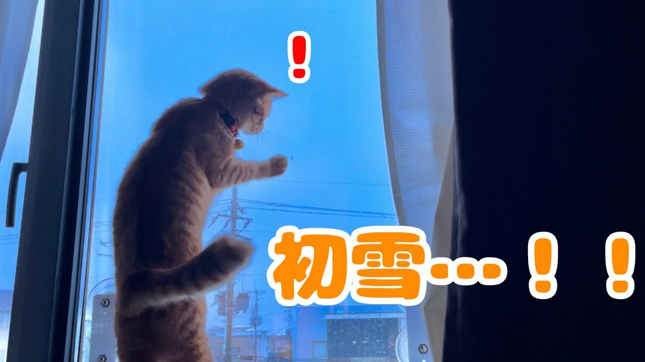 【保護猫】子猫が初雪で大興奮する姿がこちらですwww