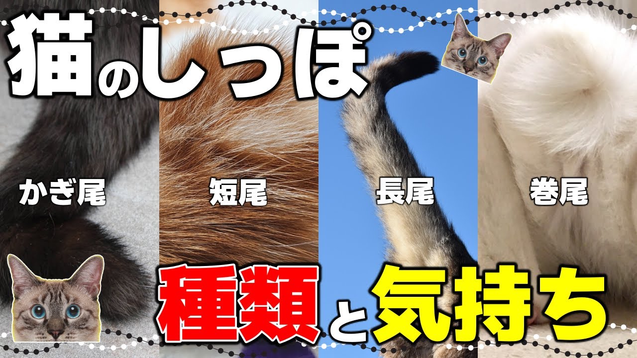 こんなに多い！猫のしっぽの種類としっぽの動きで分かる猫の気持ち