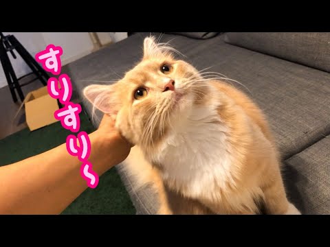 去勢後の猫の甘えん坊っぷりは辛いです…笑　(去勢後の変化)【実況編】