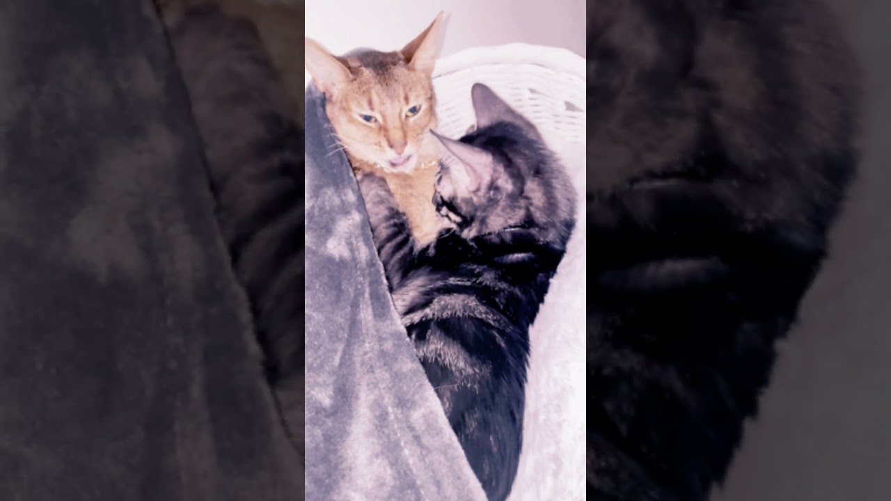 シバかれる #ベンガル #アビシニアン #子猫 #猫 #猫パンチ