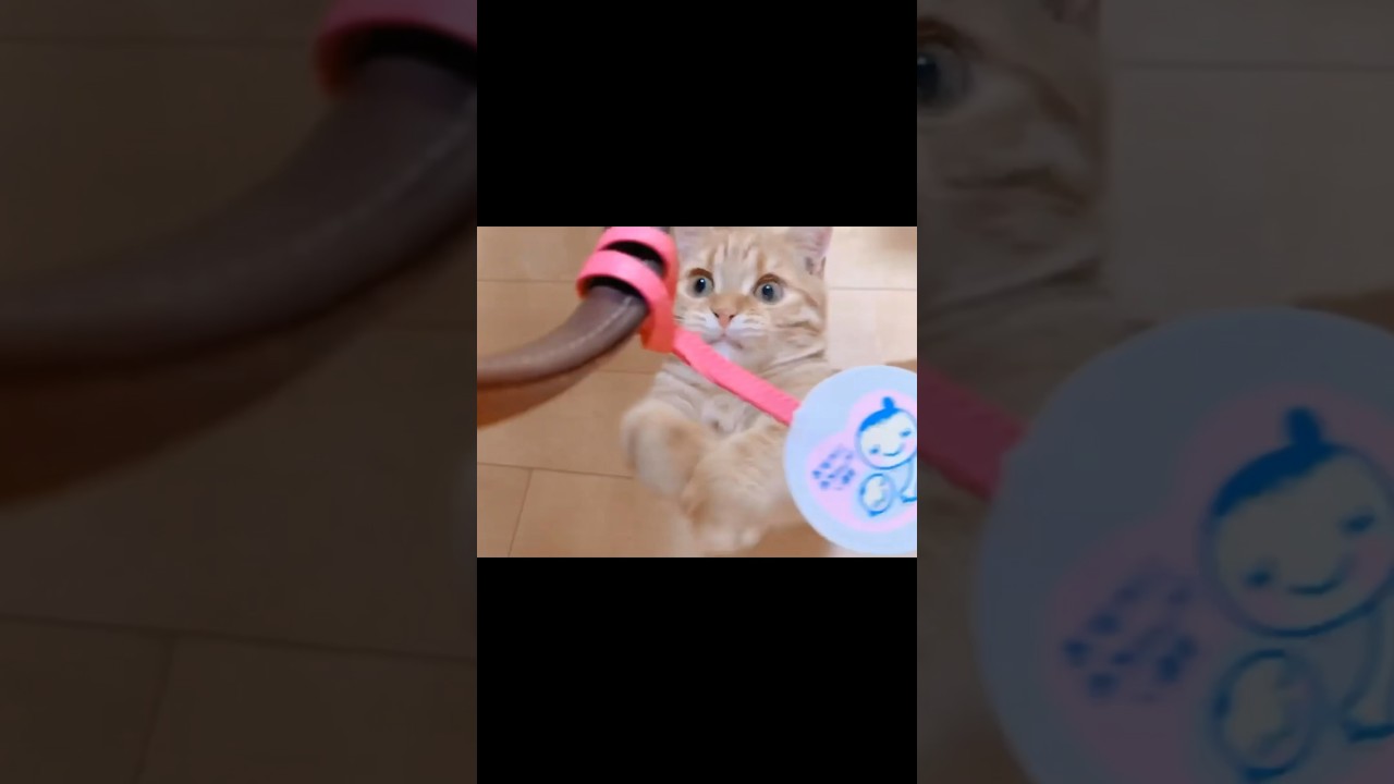 茶々くんは子猫の頃からずっと... #猫 #マンチカン #shorts