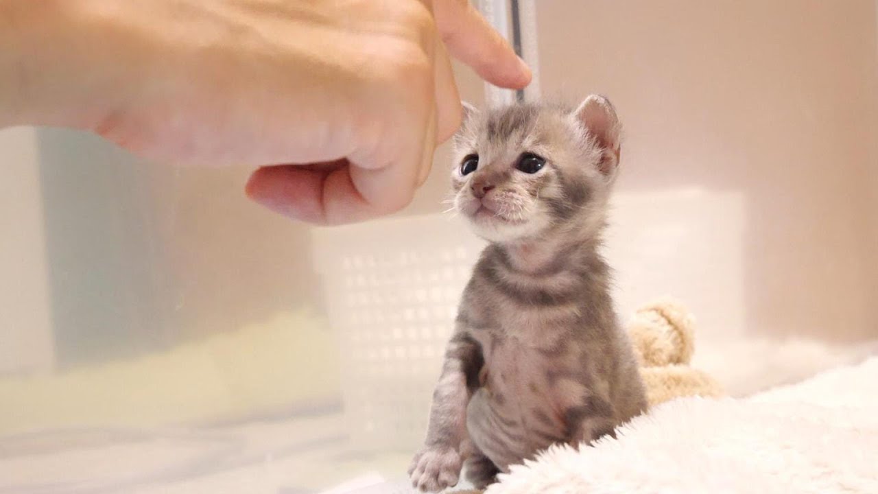 喧嘩両成敗？子猫の頭を優しく撫でるママでした【赤ちゃん猫　保護猫】