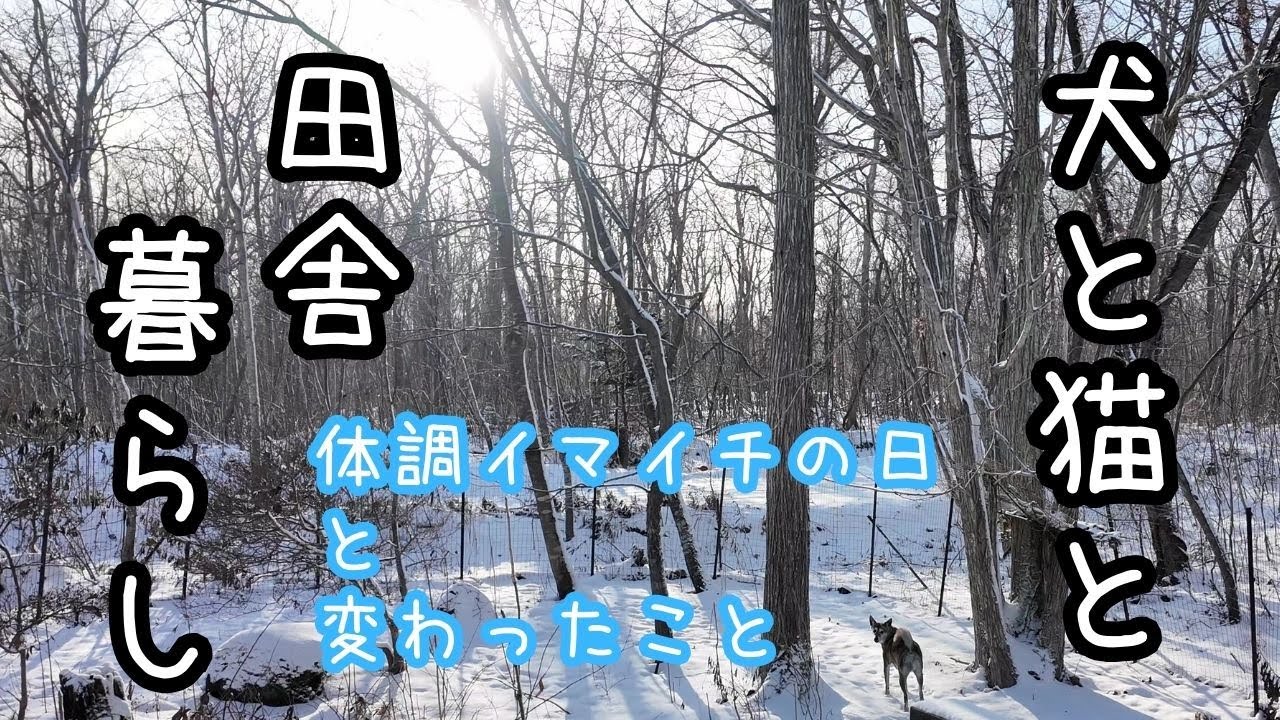 田舎暮らしをする犬と猫の日常と、ある変化/冬の北海道でクリスマス気分