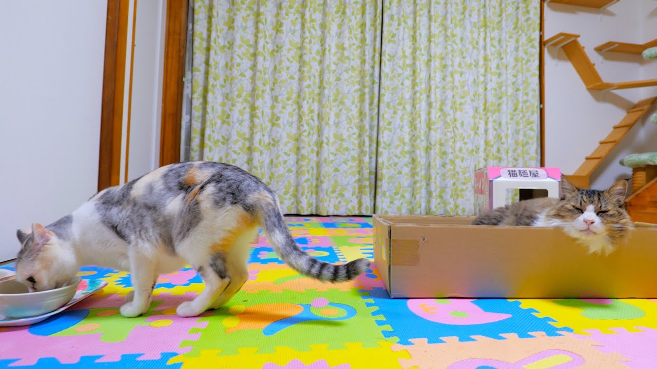 ちょこっと子猫達の様子を見に行ったネコ吉姉ちゃん【道路のずぶ濡れ子猫保護6日目】