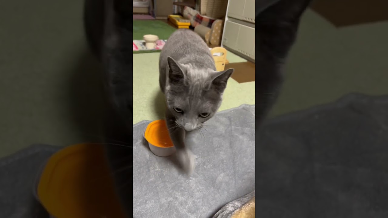 【ロシアンブルー】めろんいろんな声でおねだり😊【猫】#shorts