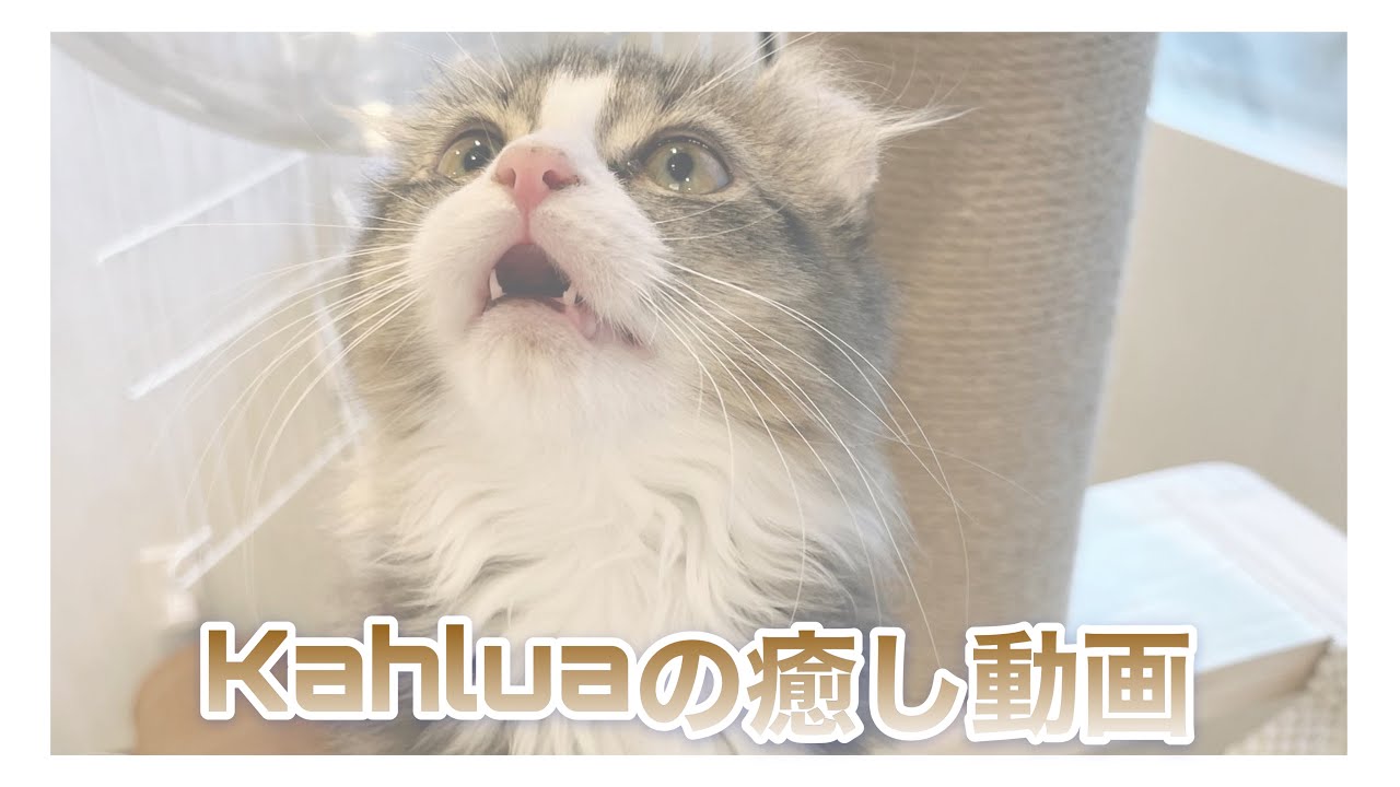 Kahluaの癒やし動画３