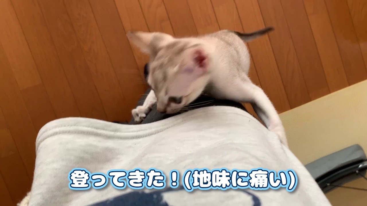 【シンガプーラ】日々成長する子猫