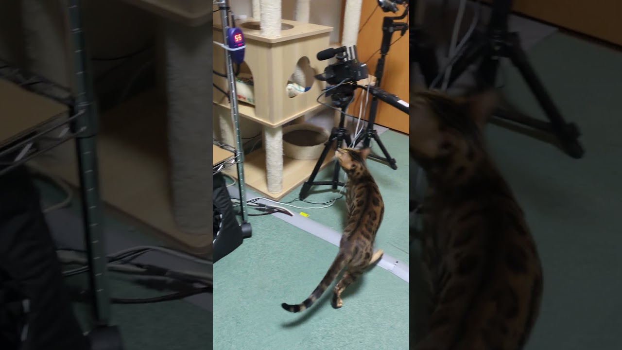 【猫】何かが気になるようです #cat #kawaii #ベンガル