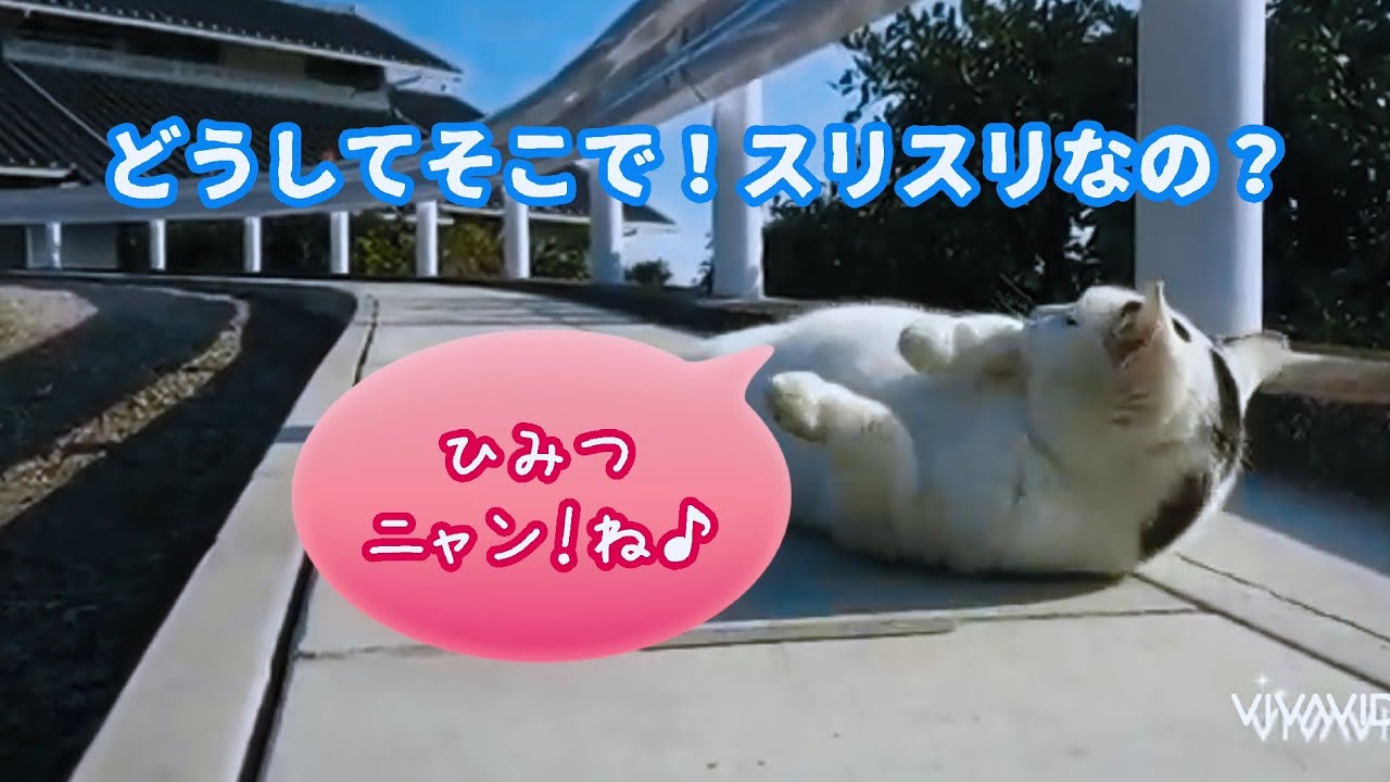 【ゆるさんぽ】どうして！そこで…？ スリスリなの！何でまた赤レンガ限定なの？ ゆきちゃん！何でレンガなの？｜ジャパニーズ・ボブテイル｜熱海｜伊豆