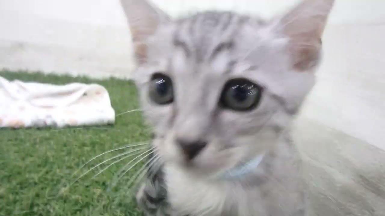 Coo&RIKU　No00659329 オシキャット