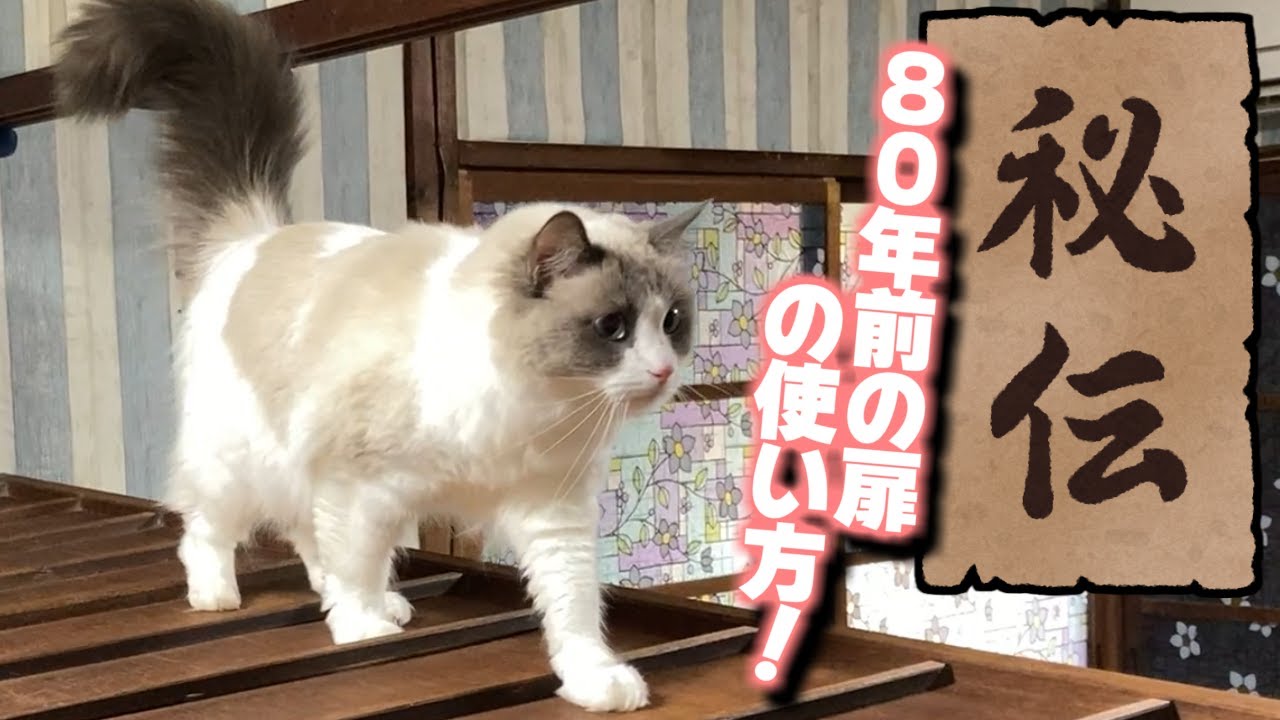 キャットウォークを作って、直ぐに片付けたら怒ったラグドールｗｗｗ【猫のナレーション】