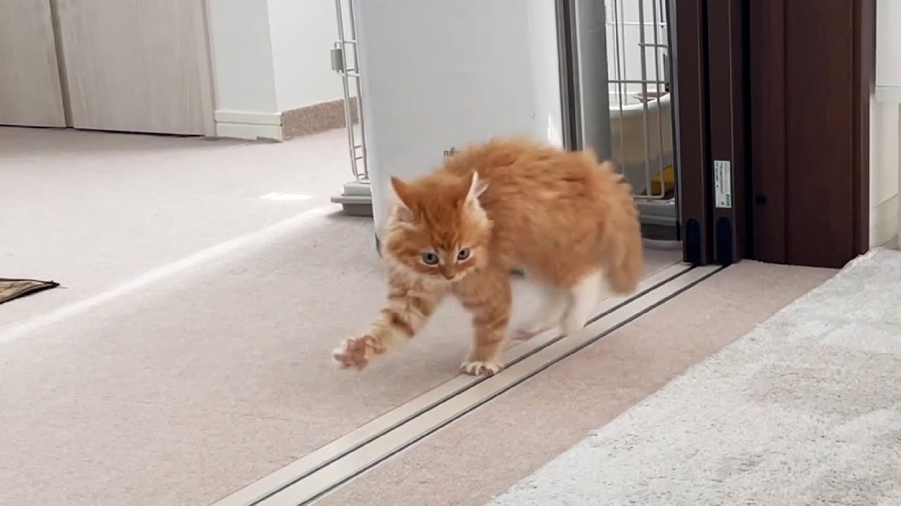 子猫の『やんのかステップ』！ 威嚇するマンチカン子猫がかわいい