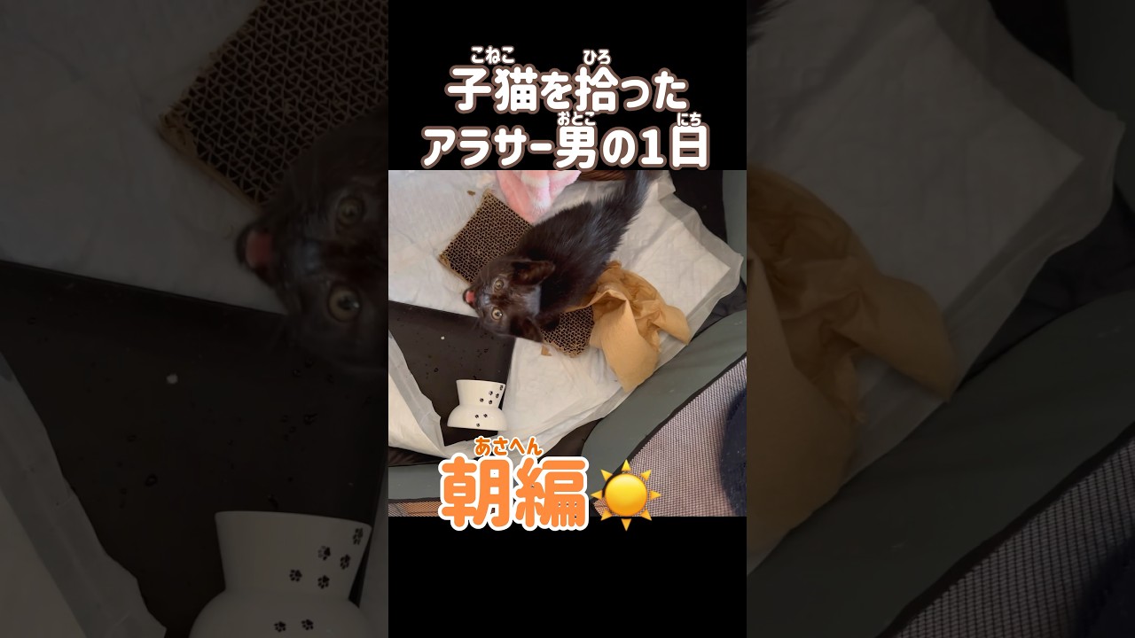 こねこを拾ったアラサー男の1日【朝編☀️】