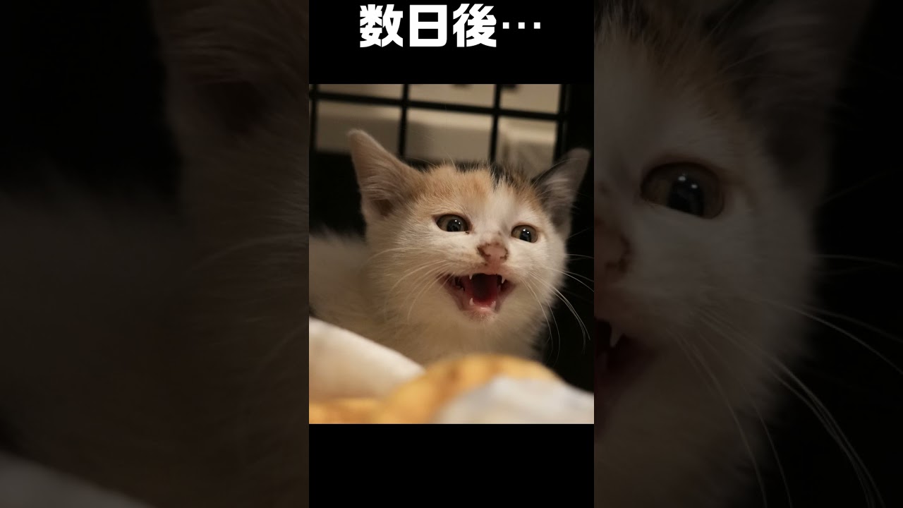 保護した子猫の、どこへ行った君の警戒心　なぎちゃんの場合