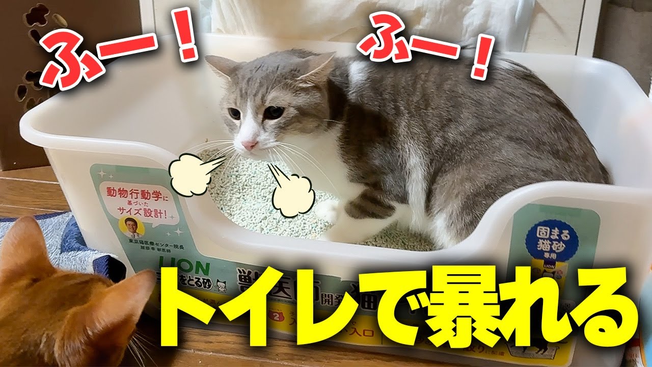 8年前捨てられていた元捨て猫は今…トイレで大暴れしています…
