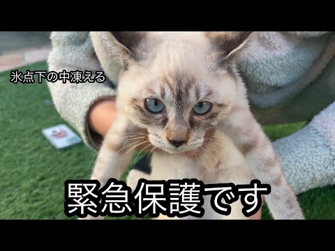 【緊急保護】凍えている子猫を緊急で保護しました。