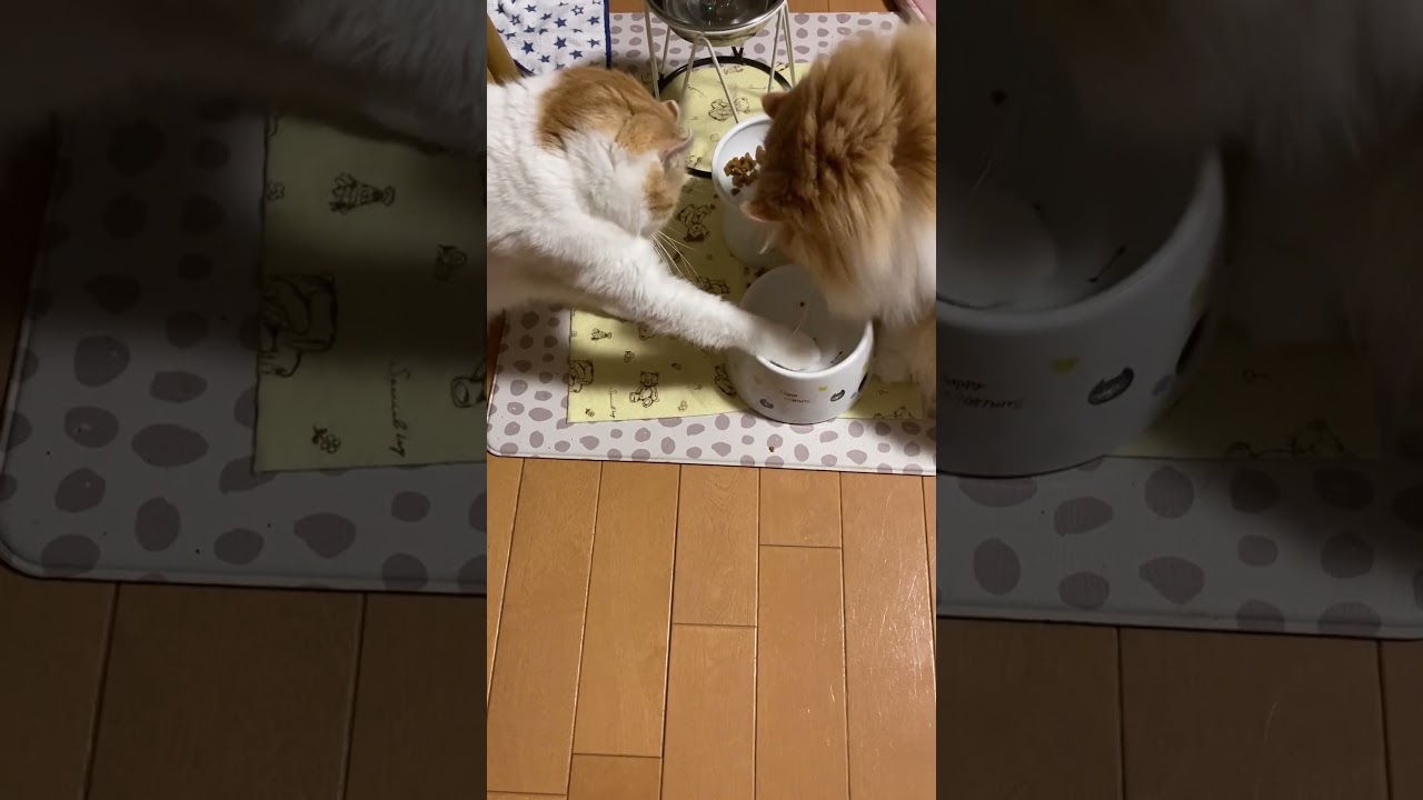 変な餌の食べ方 #shorts  #猫 #アメリカンカール #cat