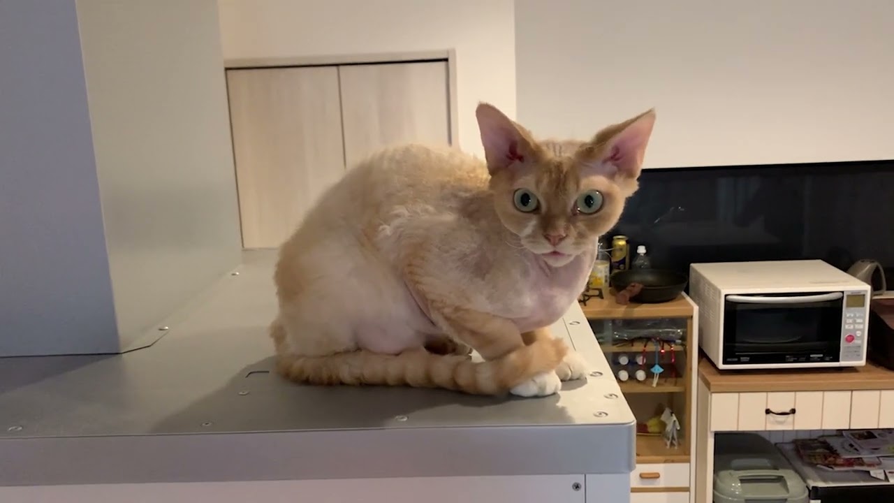 デボンレックス兄が高いところで夕飯を待っています(Devon Rex cat waiting for dinner at a high place)