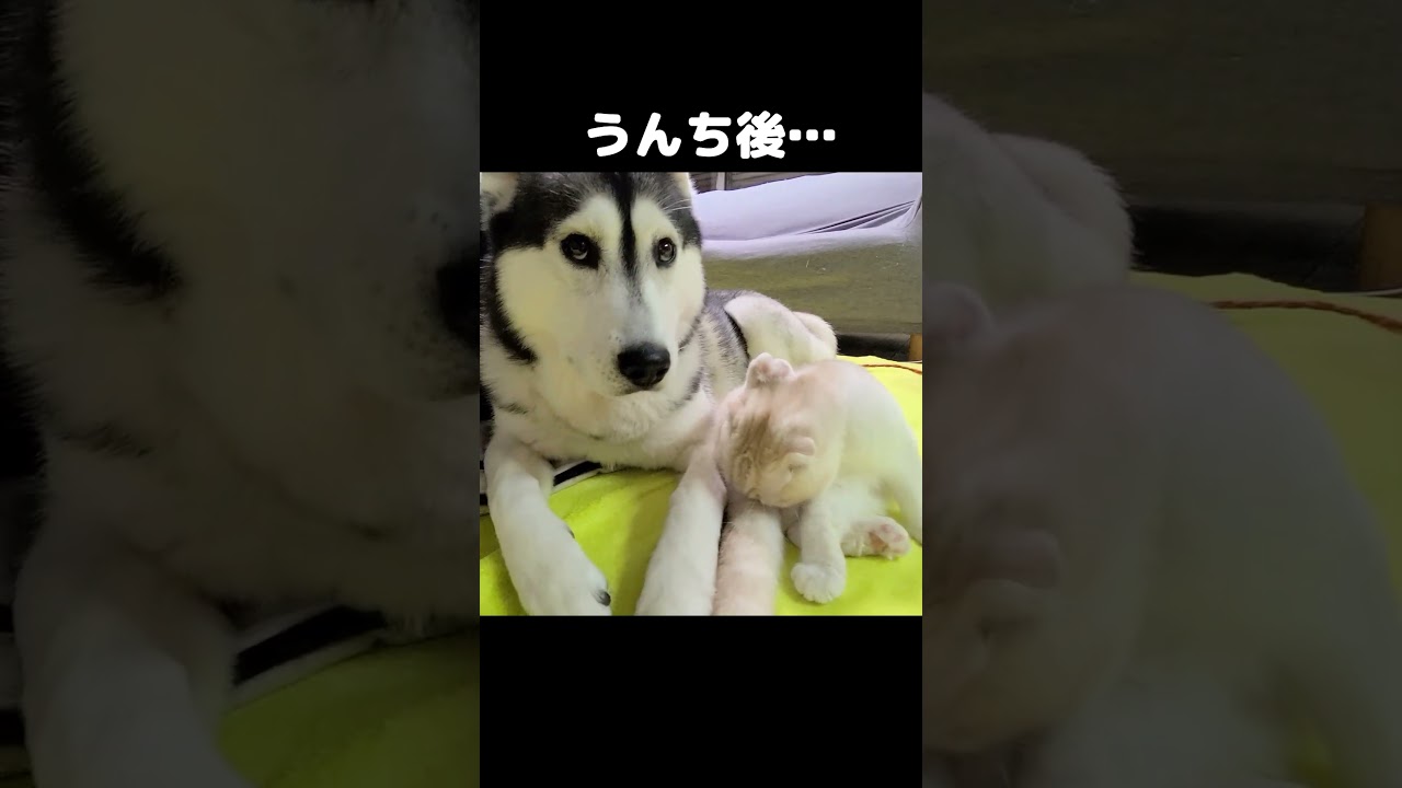 うんち後猫のお尻を嗅いだら犬がこうなった笑...#shorts