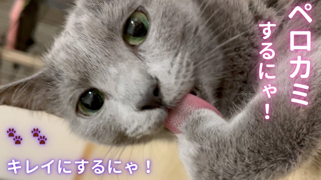 お手手カミカミ🐾どうして〜？？（ロシアンブルー）