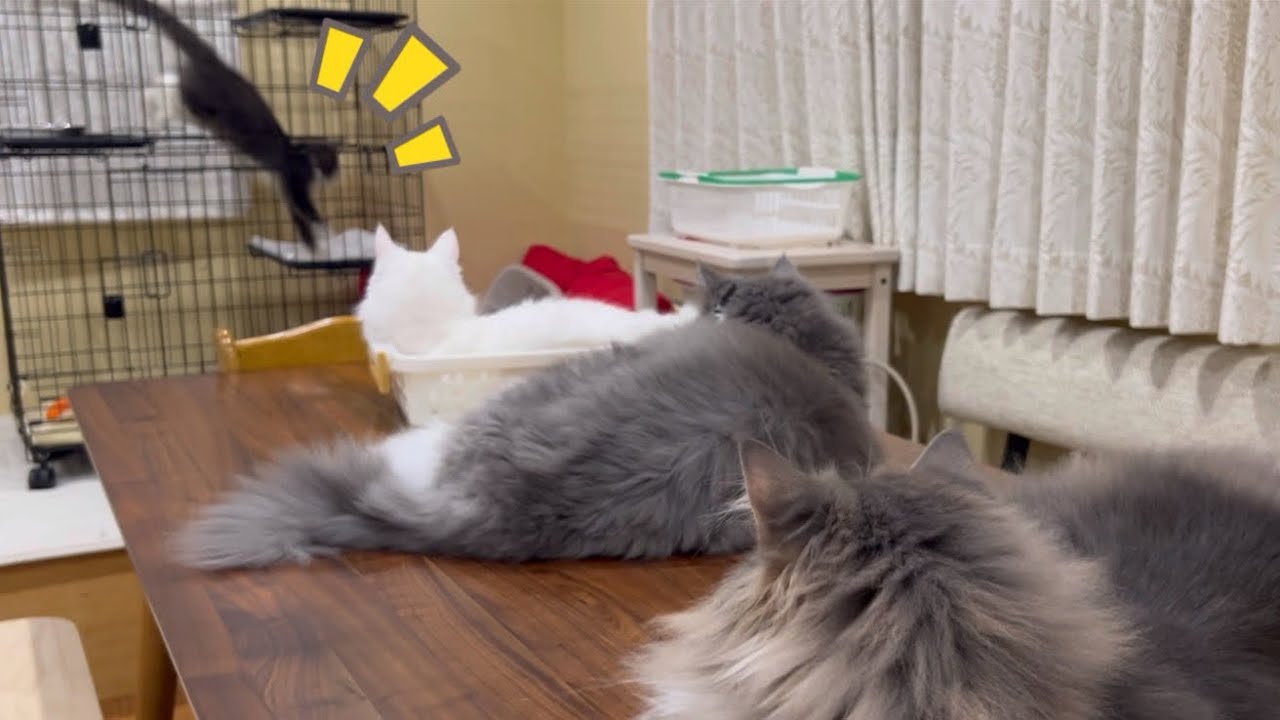 【新しい日常】家族が増えて、にぎやかになりました✨ターキッシュアンゴラとノルウェージャンフォレストキャット♡