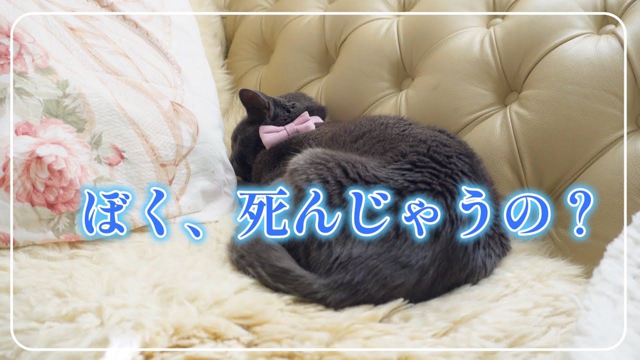 【愛猫】辛すぎる現実に涙