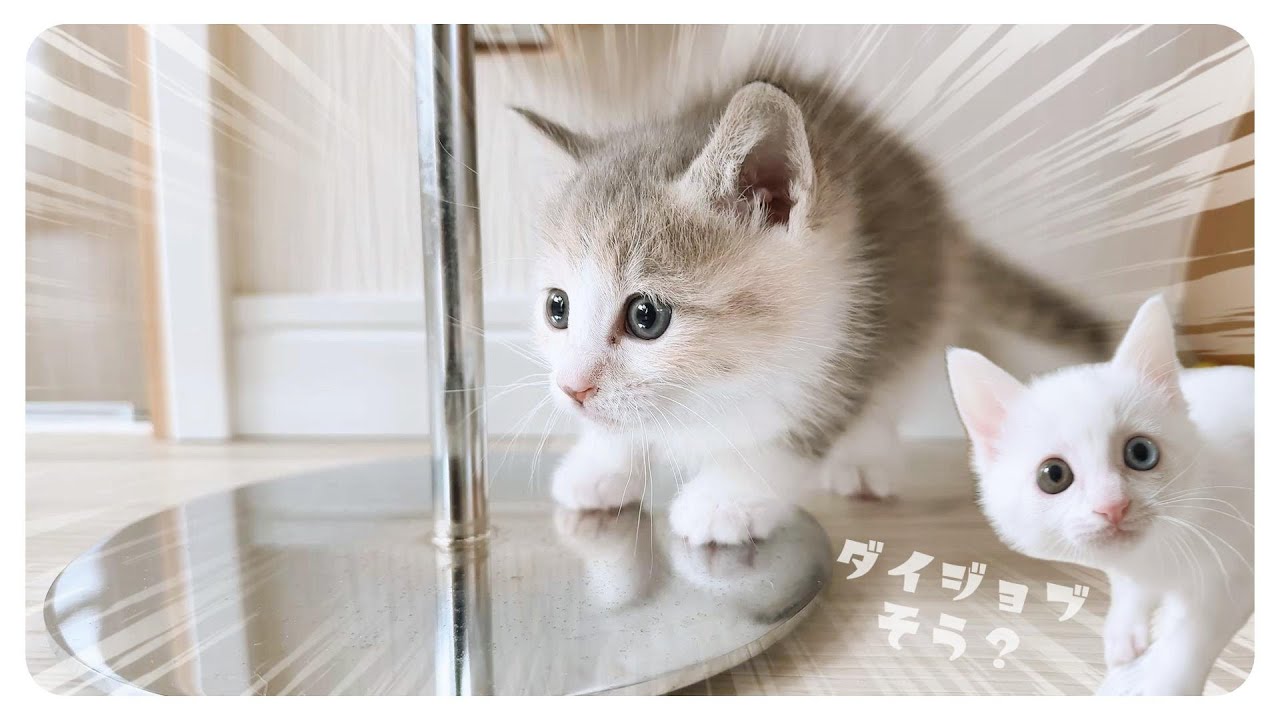 【子猫の対面】はじめてのお部屋探検中の子猫に大興奮の子猫【保護猫生活37日目】