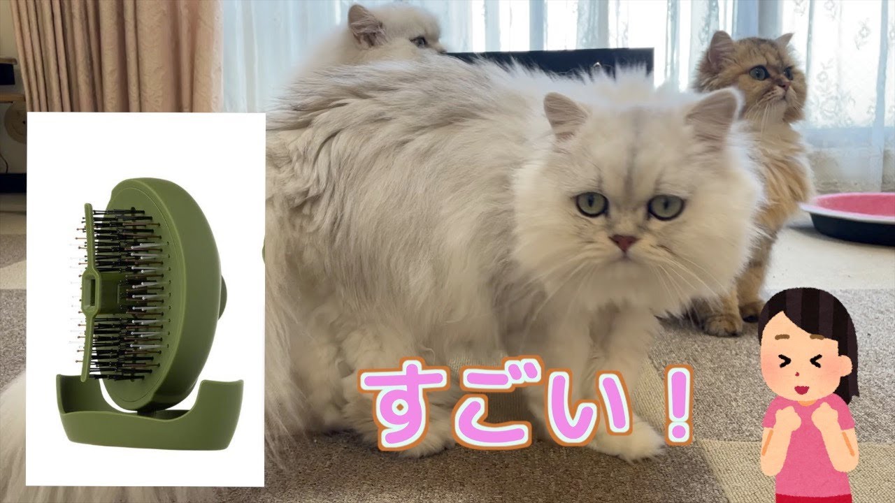 【ペルシャ猫】【S・HEART・S】S・HEART・Sの ペット用ブラシ がすごすぎた！ブラッシング大嫌いな猫ほどハマっちゃう！お兄ちゃんからちょっと早いクリスマスプレゼント🎅