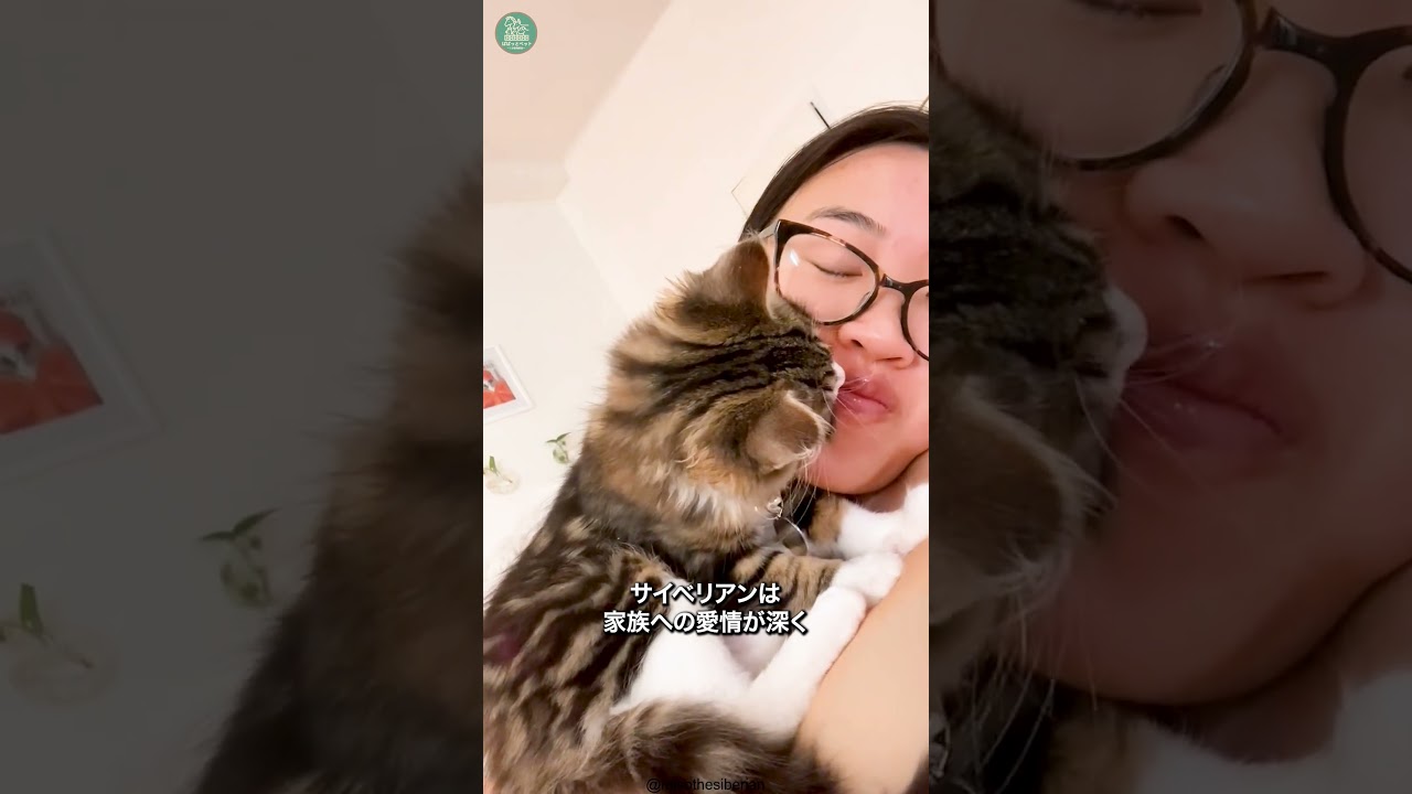 サイベリアン🐱次の動画のリクエストをコメントで教えて！ #shorts #cat #猫のいる暮らし