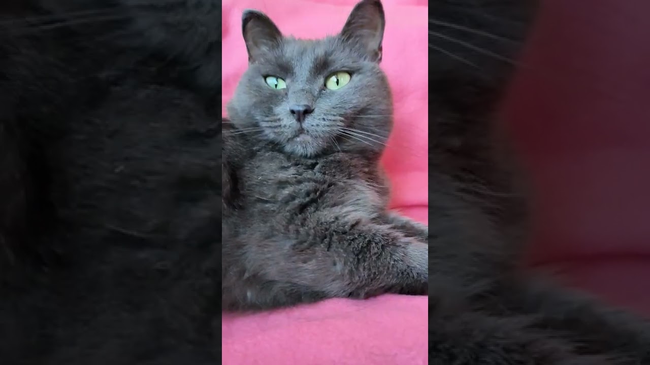 KORAT CAT/ КРАСИВАЯ СЕРАЯ КОШКА/CUTE