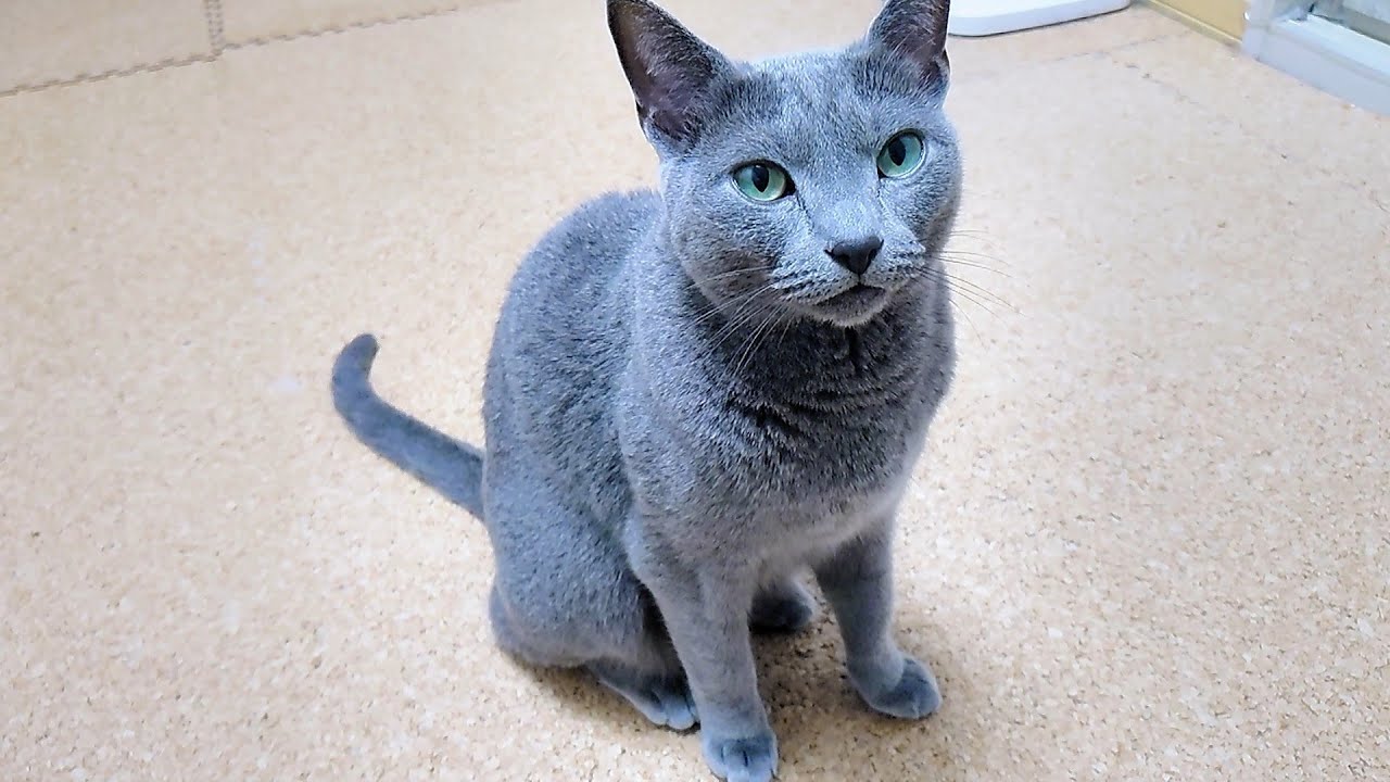 【猫動画】食べていないと訴えるロシアンブルー【russianbule】Russian Blue complains that he hasn't eaten