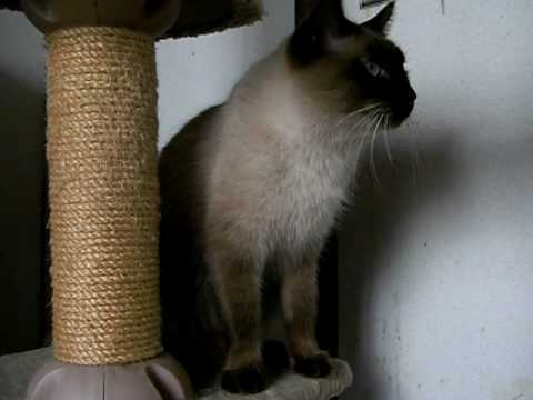 文句を言うシャム猫