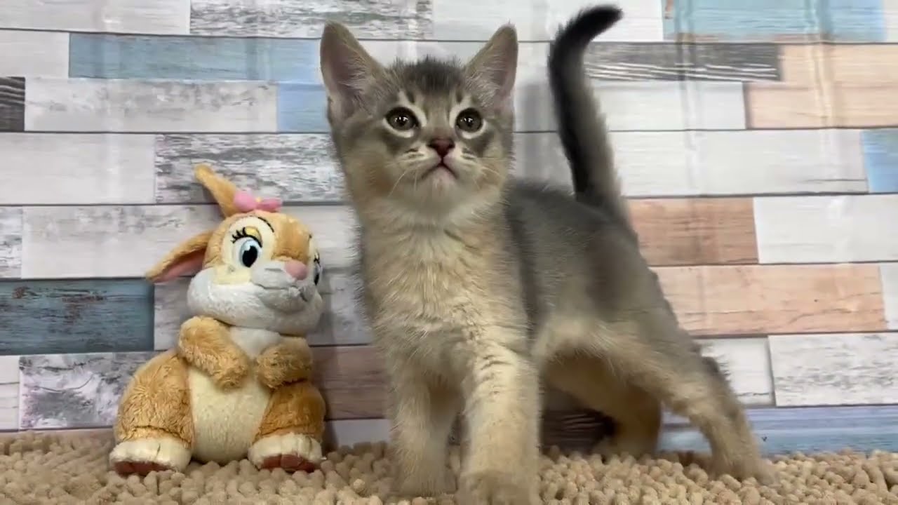 アビシニアン　♂ 10/1