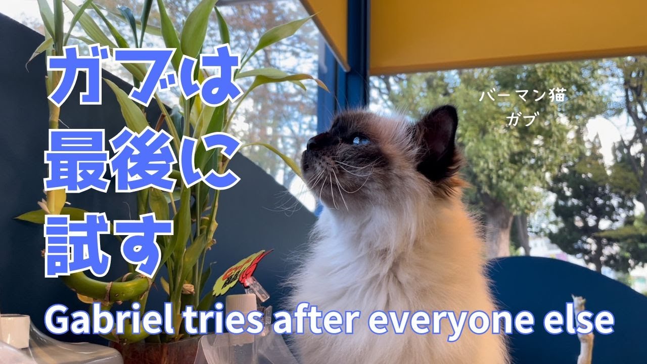 バーマン猫ガブとミカとラフ【ガブは最後に試す】Gabriel tries after everyone else（バーマン猫）Birman/Cat