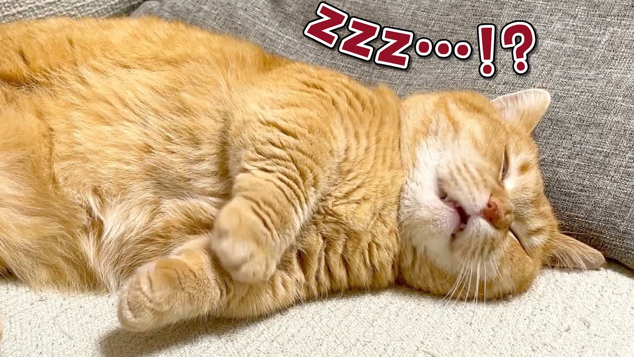 怖い夢にうなされて目が覚めた猫の反応が可愛すぎました！