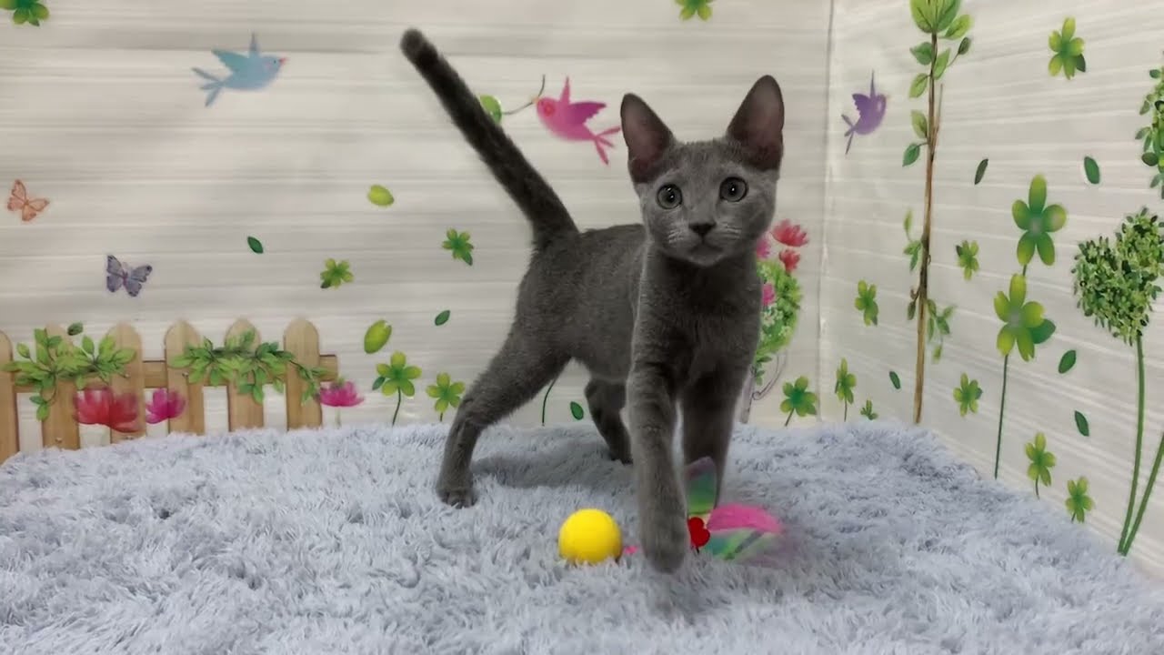 Coo&RIKU　No.652659　ロシアンブルー