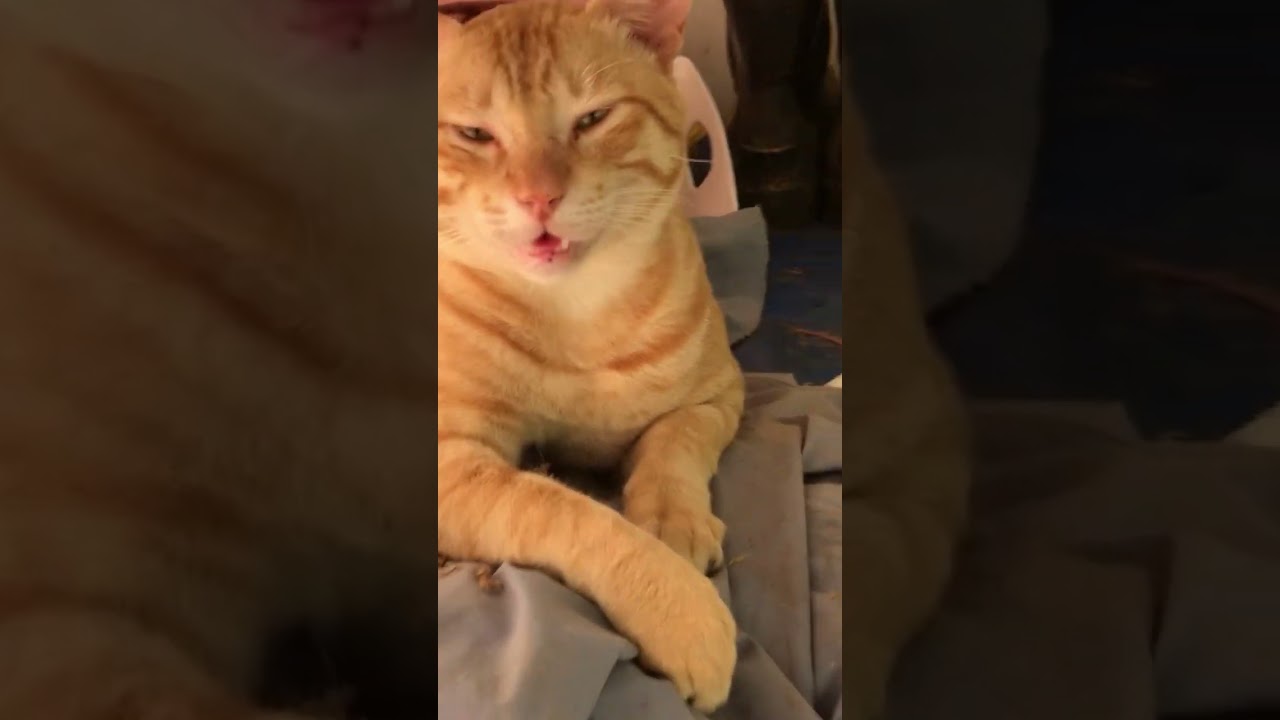 cutest and funniest golden brown cats.cats lifestyle diary.funny cats vedios ♥️🤩✅