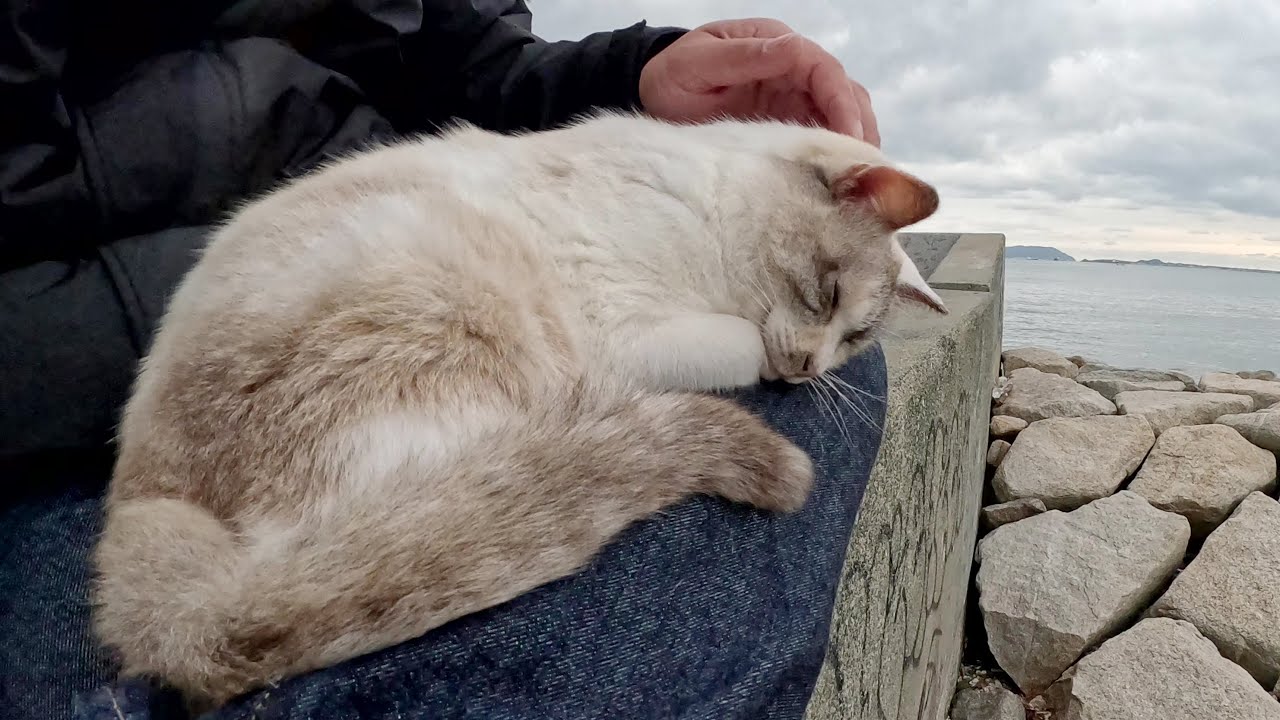 堤防に座ると、可愛いシャム猫がひざの上にのって甘えてきた