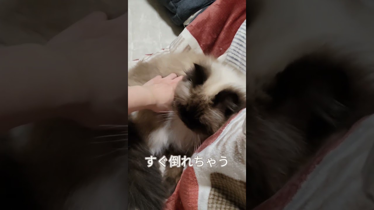 簡単に猫を倒す方法 #cat #ヒマラヤン #ねこ