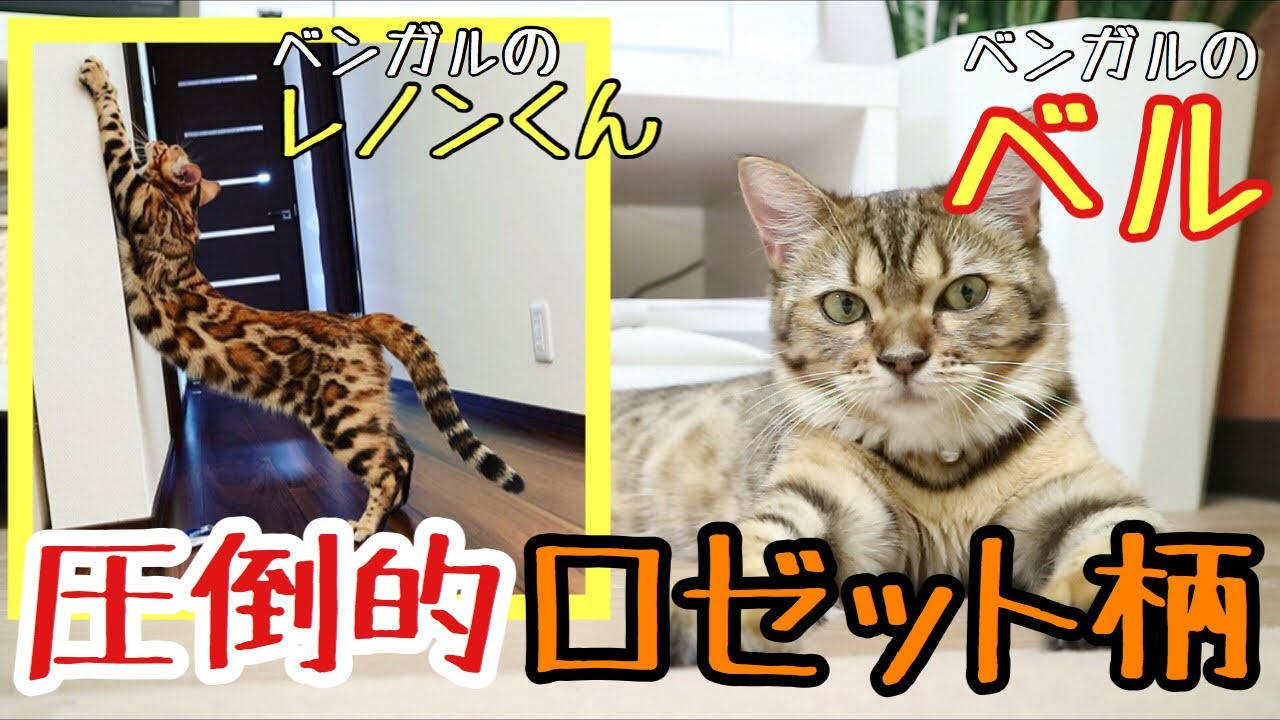 【癒し猫 紹介】圧倒的なロゼット柄を見よ！！これぞベンガルの美しさ。Instagramerベンガルのレノンくん紹介！！ベンガルのベル